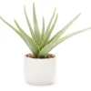 Green Aloe Plant With White Ceramic Pot 1 Green Aloe Plant With White Ceramic Pot -Home Store 810562847