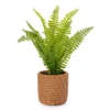 Blossom Green Artificial Fern Arrangement With Brown Weave Cement Pot -Home Store 810593642 A0 1