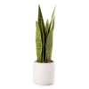 Wild Sedona Artificial Snake Plant With White Ceramic Pot -Home Store 810604547 A0