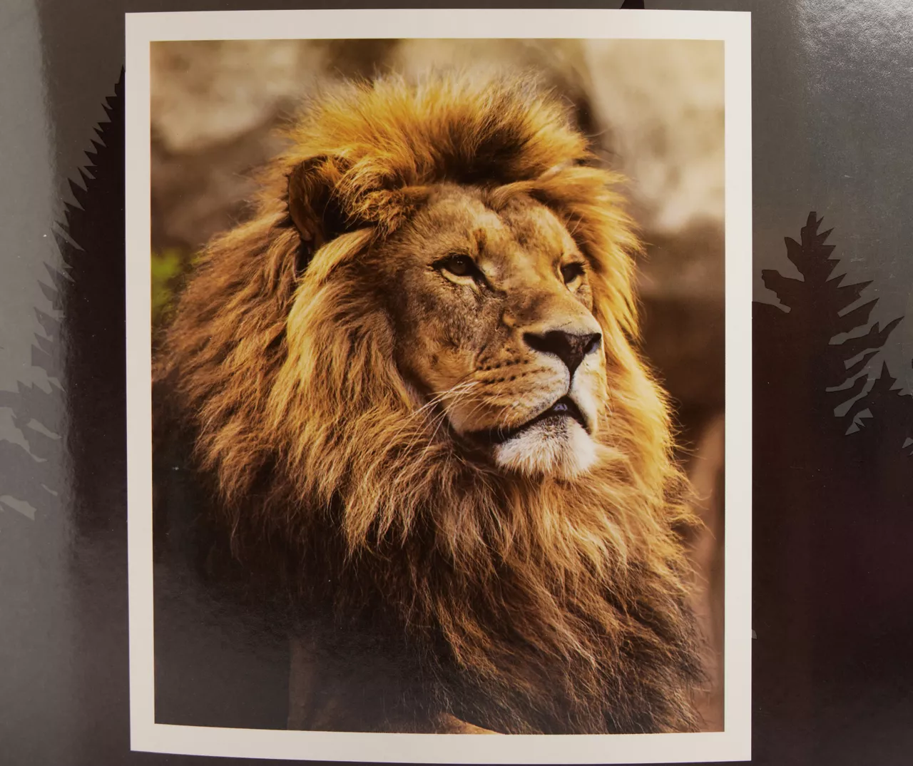 Brown Lion Raschel Throw, (50" X 60") 3 Brown Lion Raschel Throw, (50" X 60")